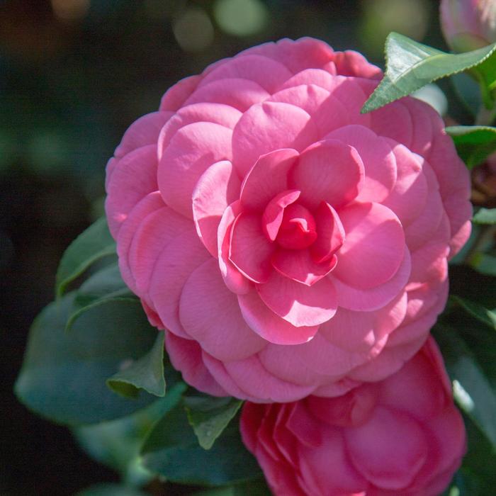 Early Wonder® Camellia - Camella japonica from Kings Garden Center