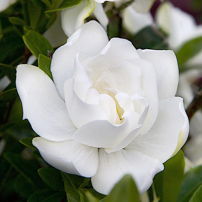 Jubilation™ - Gardenia jasminoides from Kings Garden Center