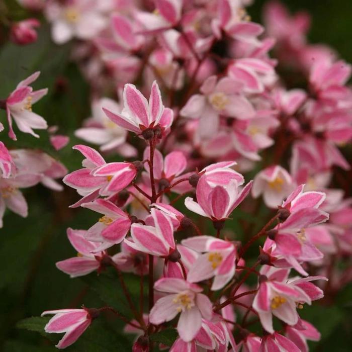 Yuki Cherry Blossom® - Deutzia x from Kings Garden Center