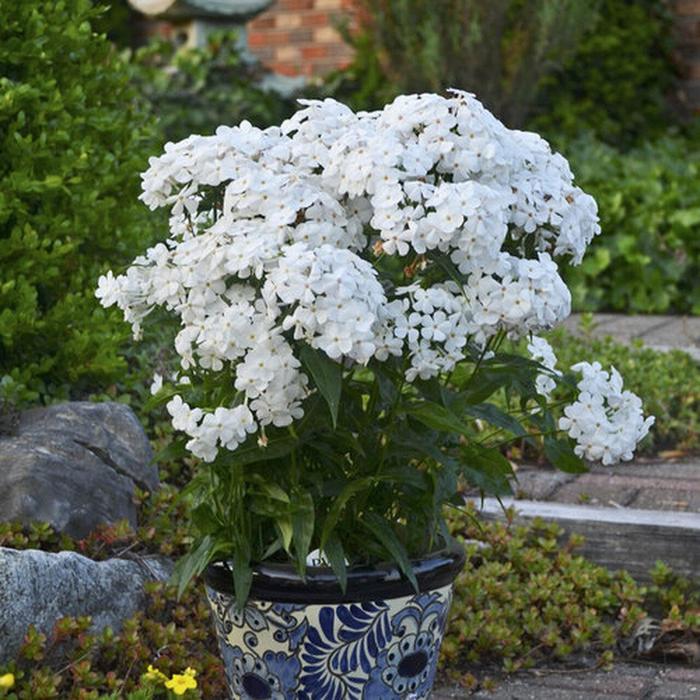 'Opening Act White' - Phlox hybrid from Kings Garden Center