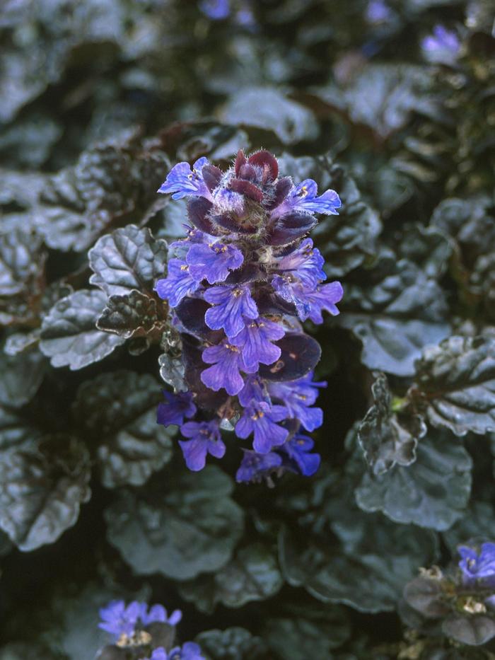 Bugleweed - Ajuga reptans 'Black Scallop' from Kings Garden Center