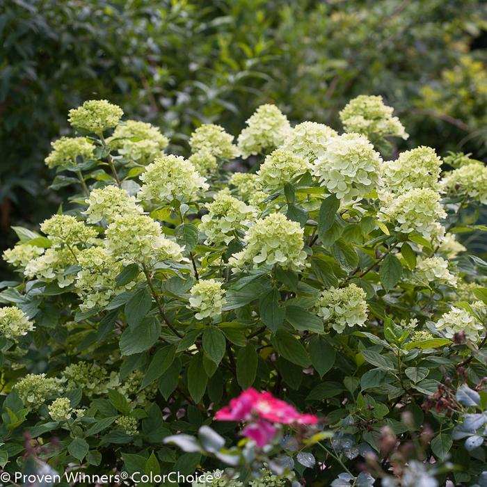 Little Lime® - Hydrangea paniculata from Kings Garden Center