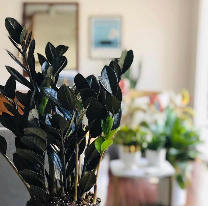 Raven® ZZ plant - Zamioculcas from Kings Garden Center