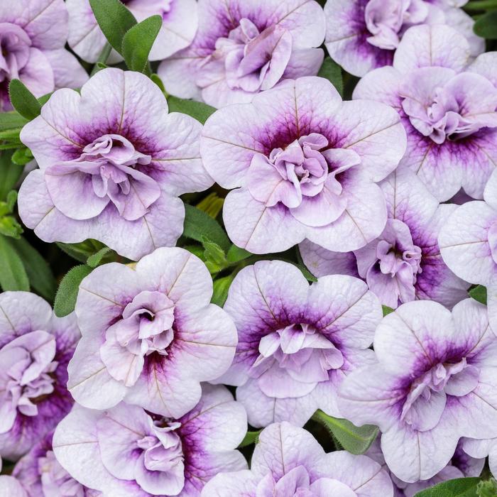 Superbells® Double Twilight™ - Calibrachoa hybrid from Kings Garden Center