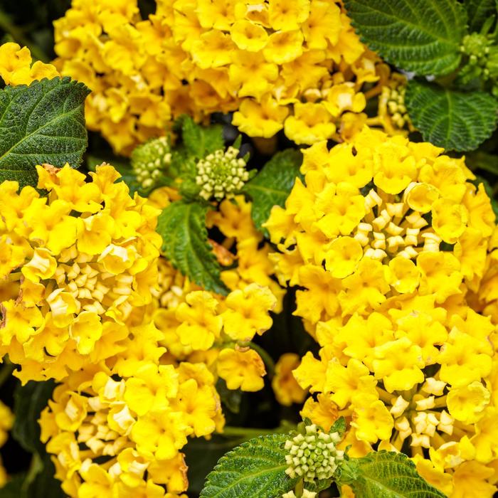 Luscious® Citron™ - Lantana hybrid from Kings Garden Center