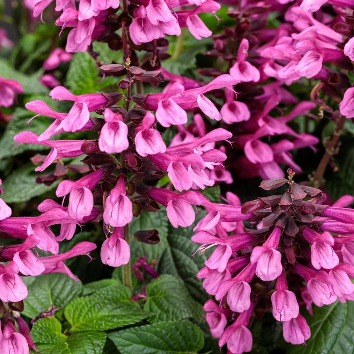 Unplugged® Pink - Salvia hybrid from Kings Garden Center