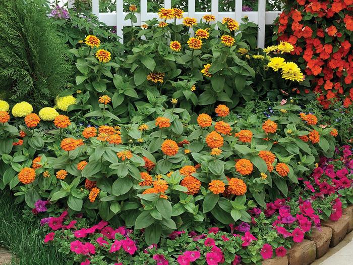 Zinnia - Zinnia elegans 'Magellan Orange' from Kings Garden Center