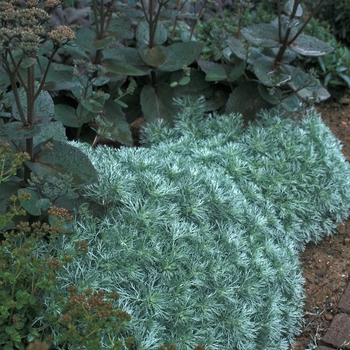 Artemisia schmidtiana - 'Silver Mound'