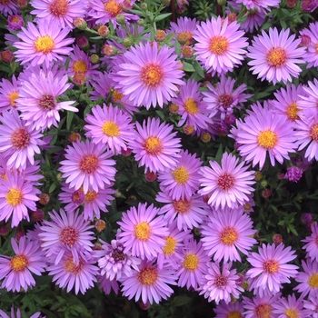 Aster novi-belgii 'Wood's' - Hardy Aster