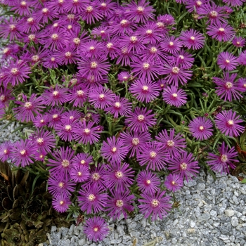 Delosperma - Ice Plant