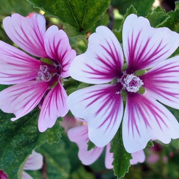 Malva sylvestris 'Zebrina' - Mallow