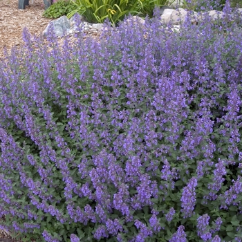 Nepeta faassenii ''Walker's Low'' - Catmint