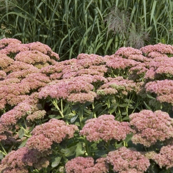 Sedum 'Autumn Fire' - Stonecrop