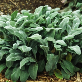 Stachys byzantina 'Helene von Stein' - Lambs' Ears