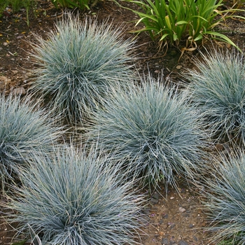 Festuca glauca 'Elijah Blue' - Elijah Blue Fescue 