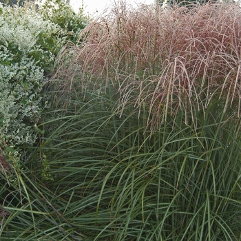Miscanthus sinensis - Maiden Grass