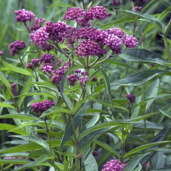 Asclepias incarnata 'Cinderella' - Butterfly Flower