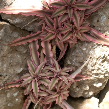 Cryptanthus - Earth Star