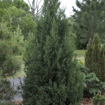 Juniperus chinensis 'Blue Point' - Blue Point Juniper