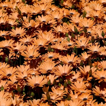 Osteospermum hybrid - Orange Symphony