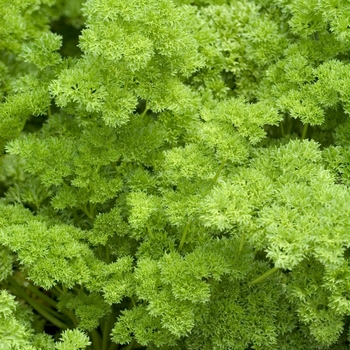 - Curly Parsley