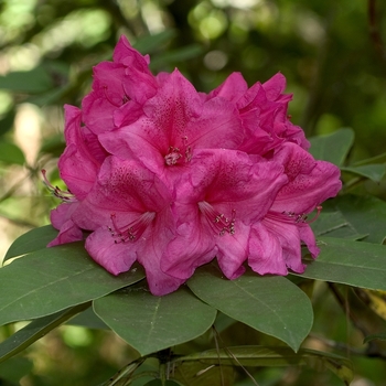 Rhododendron 'Anna Rose Whitney' - Anna Rose Whitney Rhododendron