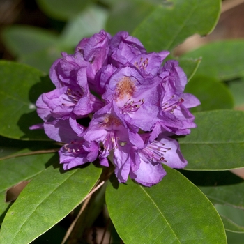 Rhododendron 'Catawbiense Boursault' - Rhododendron