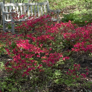 Rhododendron 'Hino Crimson' - Hino Crimson Azalea