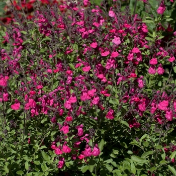 Salvia greggii - Autumn Sage