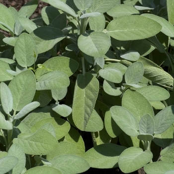 Salvia officinalis - 'Berggarten' 