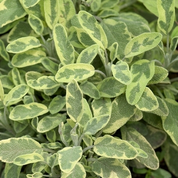 Salvia officinalis - Icterina