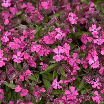 Silene 'Celina' - Campion