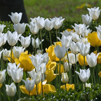 Tulipa - Multiple Varieties