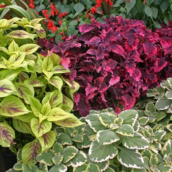 Mulitple Varieties - Coleus