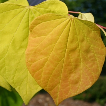 Cercis canadensis 'Hearts of Gold' - Redbud