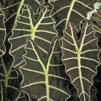 Alocasia amazonica - African Mask