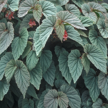 Begonia hybrid 'Sinbad' - Begonia