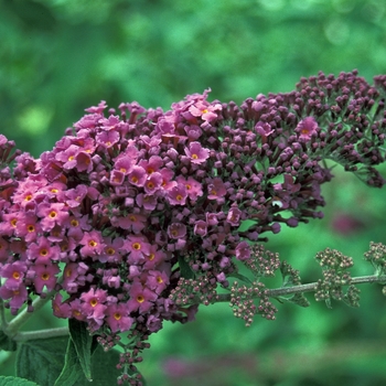 Buddleia 'Raspberry Wine' - Butterfly Bush