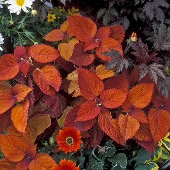 Solenostemon scutellarioides 'Coleus' - ColorBlaze™ 'Sedona'