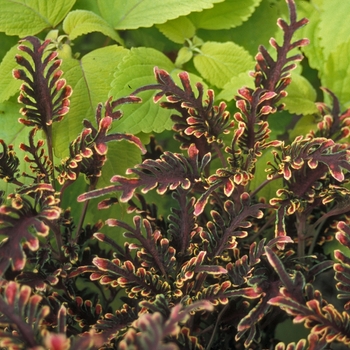 Coleus 'Stained Glass Kiwi Fern' - Coleus