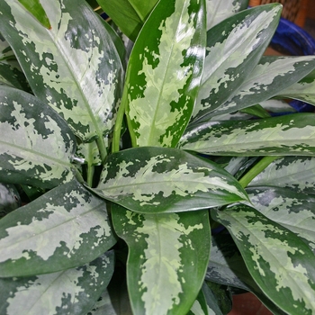 Aglaonema 'Jubilee' - Aglaeonema