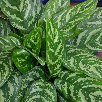 Aglaonema - Aglaeonema