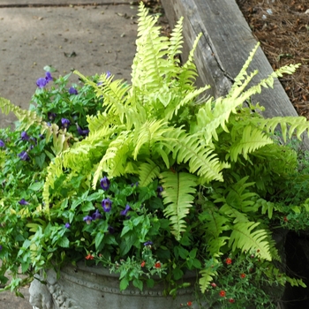  - Boston Fern