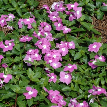 Catharanthus roseus 'Nirvana® Cascade Lavender with Eye' - Annual Vinca; Periwinkle 