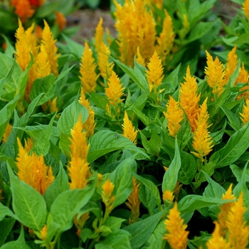 Celosia argentea plumosa 'Fresh Look Gold' - Feather Celosia