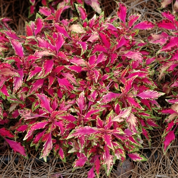 Coleus hybrid 'Pink Chaos' - Coleus