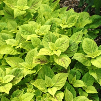 Coleus hybrid 'Gay's Delight' - Coleus