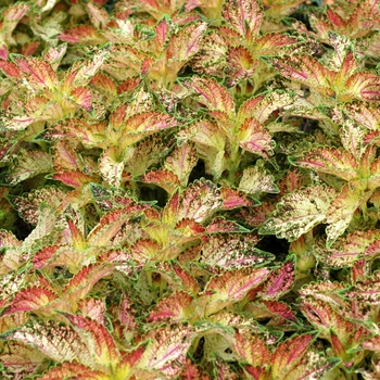 Solenostemon scutellarioides 'Glennis' - Coleus