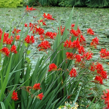 Crocosmia x crocosmiiflora - Montbretia