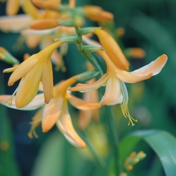 Crocosmia hybrid 'George Davidson' - Crocosmia